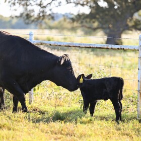 Rita and Calf, October 3, 2025 in Commerce, Texas. 