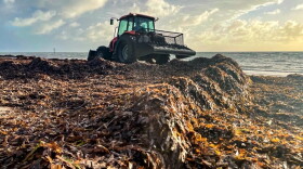 A bulldozer scoops up sargassum on Key Biscayne in 2022.