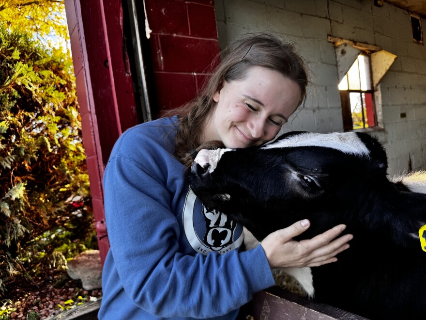 Quinci Schmidt lovingly places her head above Mandarin, one of the calves people can cuddle at Curious Cows & Company at Corcoran, Minn. on Friday Oct. 17, 2025