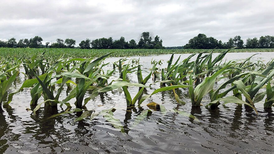 Flooded corn fields like this one in Jackson County are a common sight throughout the state.