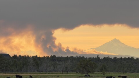 Cows graze in front of the Akawa Butte Fire in Central Oregon.