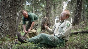 Forest Service researchers affix a GPS tag to a Mexican spotted owl to map its range in the Lincoln National Forest in New Mexico.