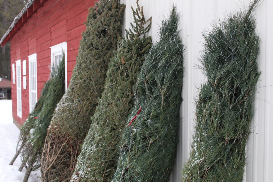 The remaining stock of pre-cut Christmas trees at Wegner's Tree Farm in Blackberry on Dec. 16, 2024.