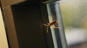 This is a western conifer seed bug, but you can call it a stinkbug. (Concord Monitor photo)
