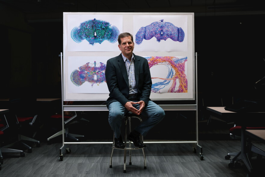 Davi Bock, a researcher in UVM’s Department of Neurological Sciences, is pictured with three-dimensional visualizations connected to his research mapping neural circuits.