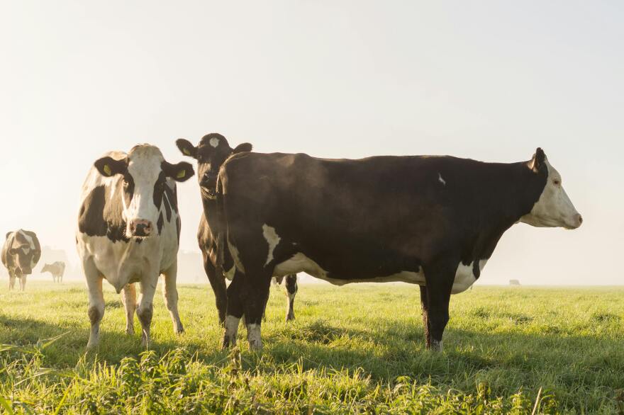 Green Parks Energy will use products like livestock manure to produce renewable natural gas.