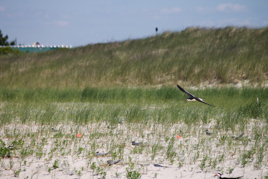 Skimmers nesting in the dunes at Lido Beach — Town of Hempstead