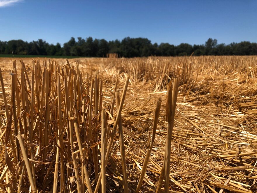 Wheat-stubble-straw-Walla-Walla-scaled.jpg