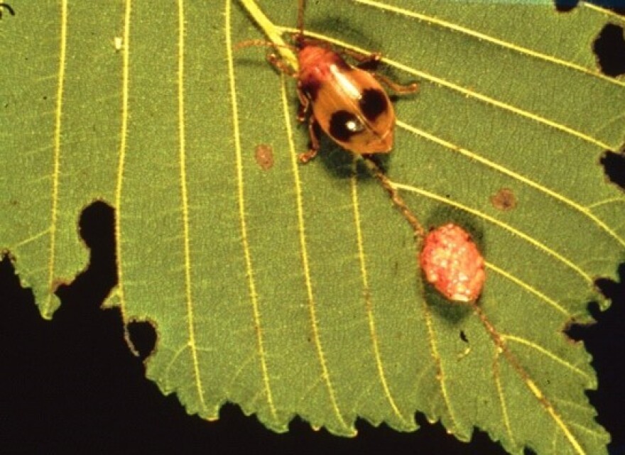 A larger elm leaf beetle and eggs sit on a leaf. The beetle is small and orange, with a black stripe across its back. The eggs are a small circular clump. Both sit on a green leaf with torn or eaten edges.