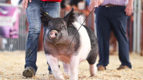 A pig being shown at the Montgomery County Fair