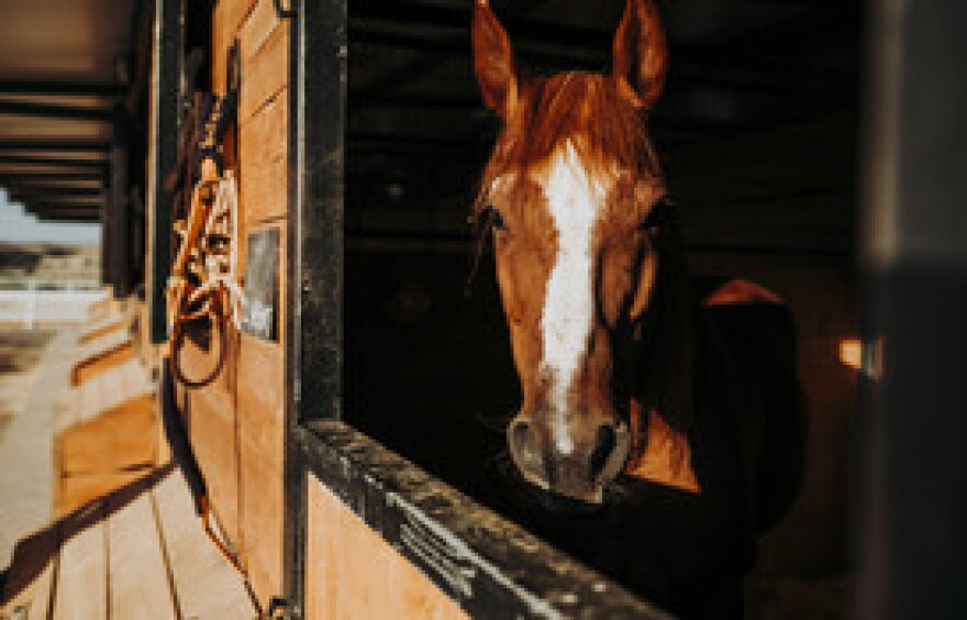 Equine Herpes Virus cases identified in New Mexico