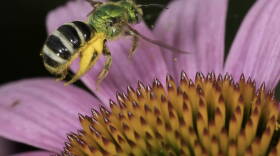 A green, black, and yellow sweat bee hovers over the spiked, orange center of a purple coneflower. 
