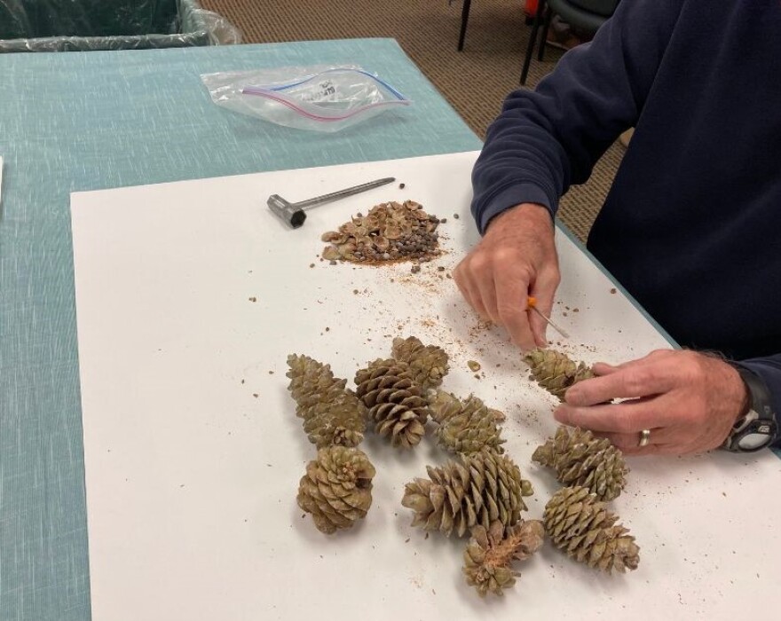 Throughout the year, Boulder County Parks and Open Space works with volunteers to collect, clean, and sow native seeds in an effort to restore and provide better stewardship to the county’s vast landscape. The county’s native seed program aims to ensure that naturally occurring ecosystems and their native populations continue to exist in Boulder County, while also helping open space areas heal from large-scale disturbances such as wildfires and floods.