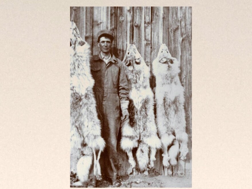 A historic photo of hunter with coydog furs