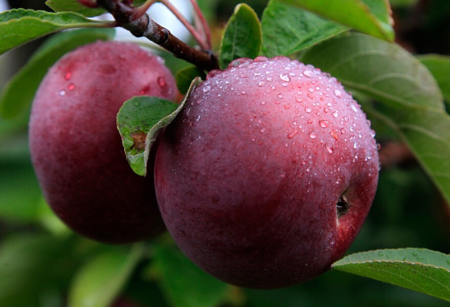 McIntosh apples hang from a tree at Carlson Orchards in Harvard, Mass., in October 2012. (Steven Senne/AP)