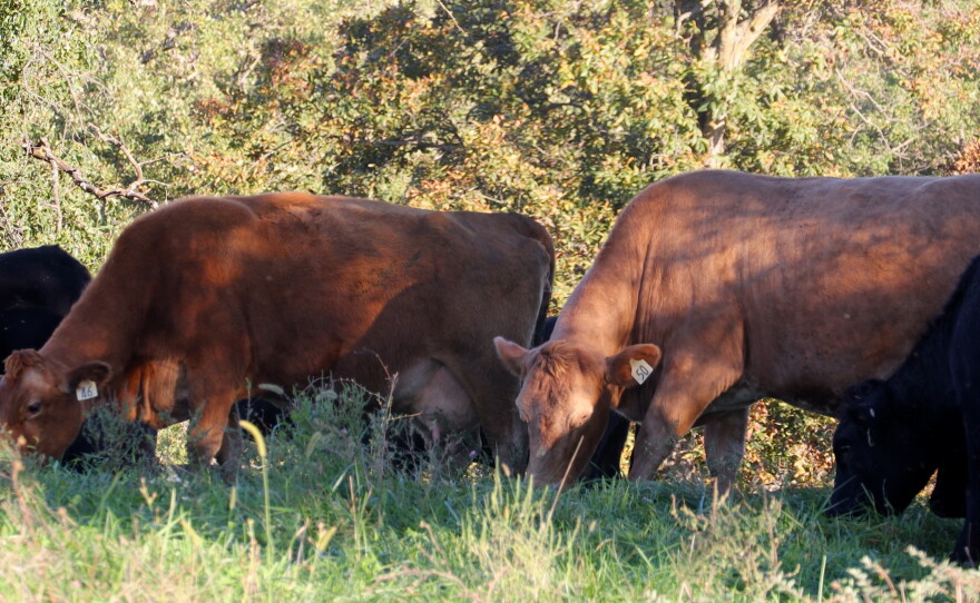 Cattle on land south of Maryville owned by Susie Strauch.