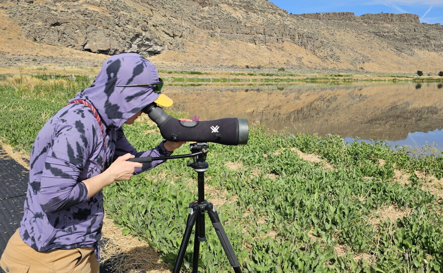 Teresa Wicks, an Eastern Oregon biologist and program manager with Bird Alliance of Oregon, watches birds at Tule Lake National Wildlife Refuge on Aug. 20, 2026. Wicks said the deaths of newly hatched birds during the botulism outbreak were particularly difficult to witness.
