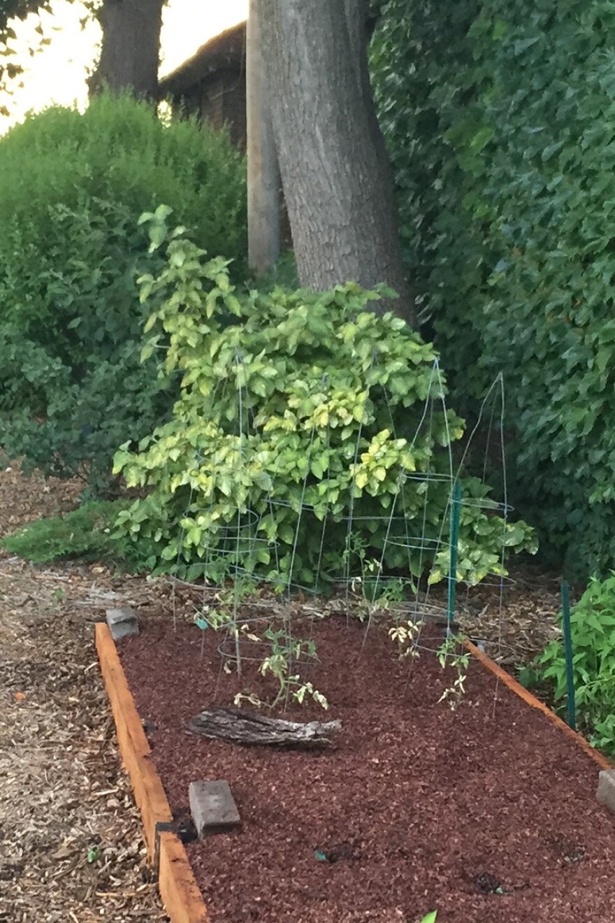 Aaron Steil turns tomato cages upside-down to make them less top heavy. He wraps the protruding legs at the top together, creating a triangular shape.