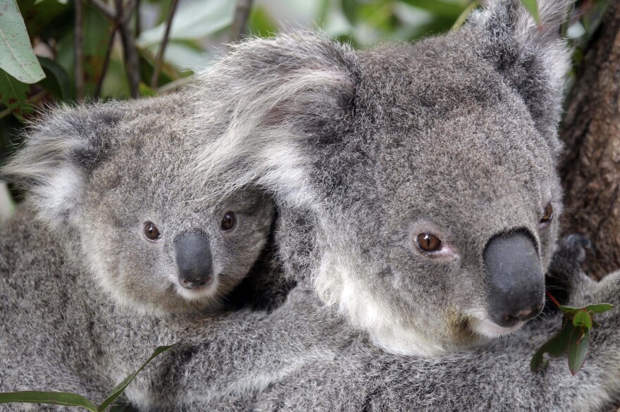 FILE - In this Sept. 1, 2011, file photo, two Koalas climb a tree at a zoo in Sydney, Australia. (AP Photo/Rob Griffith, File)