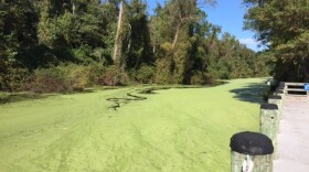 The Dismal Swamp will reopen on 10/31/17 after being closed for more than a year because of damage from Hurricane Matthew. The trees have been cleared, but there's a layer of green duckweed now.