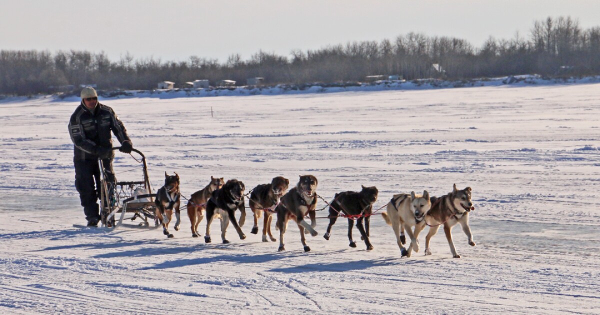 Bethel's First Sled Dog Race Of The Season Slated For Dec. 10 And 11