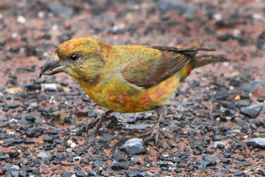 Red Crossbill