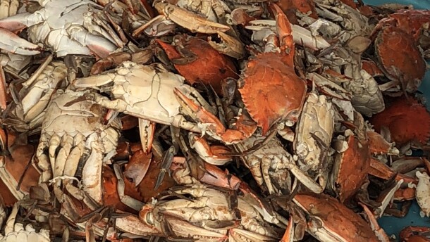 Blue Crabs