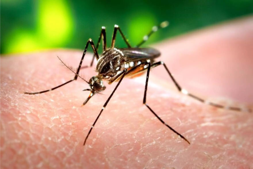 Primer plano de un mosquito sobre la piel