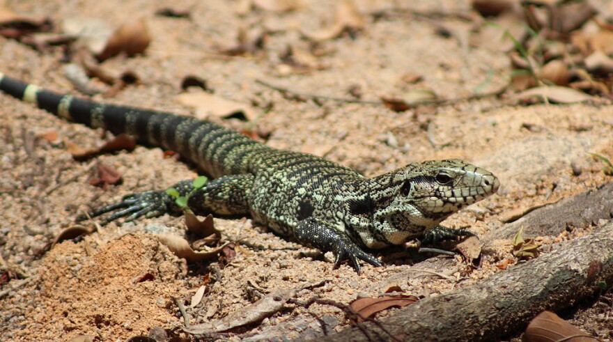 A Black and White Tegu.