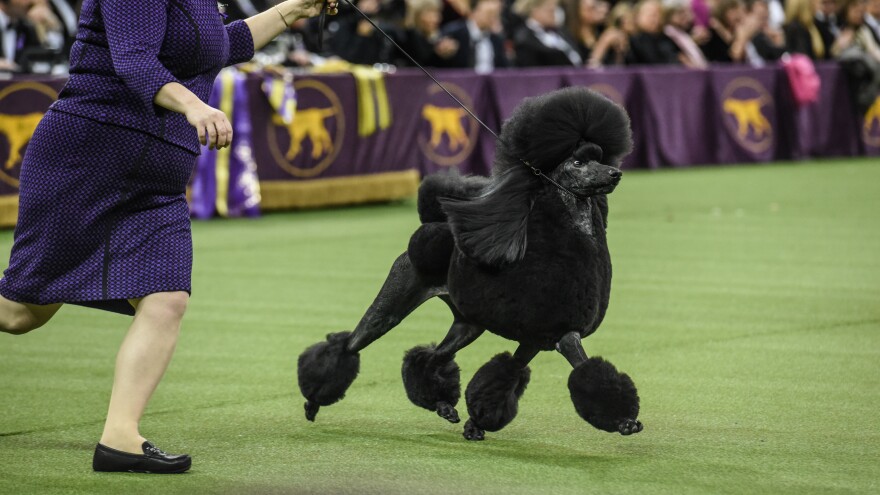 Siba is America's top dog after taking the Best in Show award Tuesday at the Westminster Kennel Club dog show in New York.