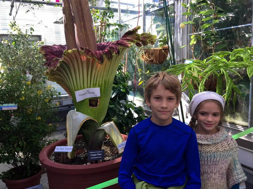 Smelling 'Like Dead Fish in North Carolina,' Dartmouth's Corpse Flower