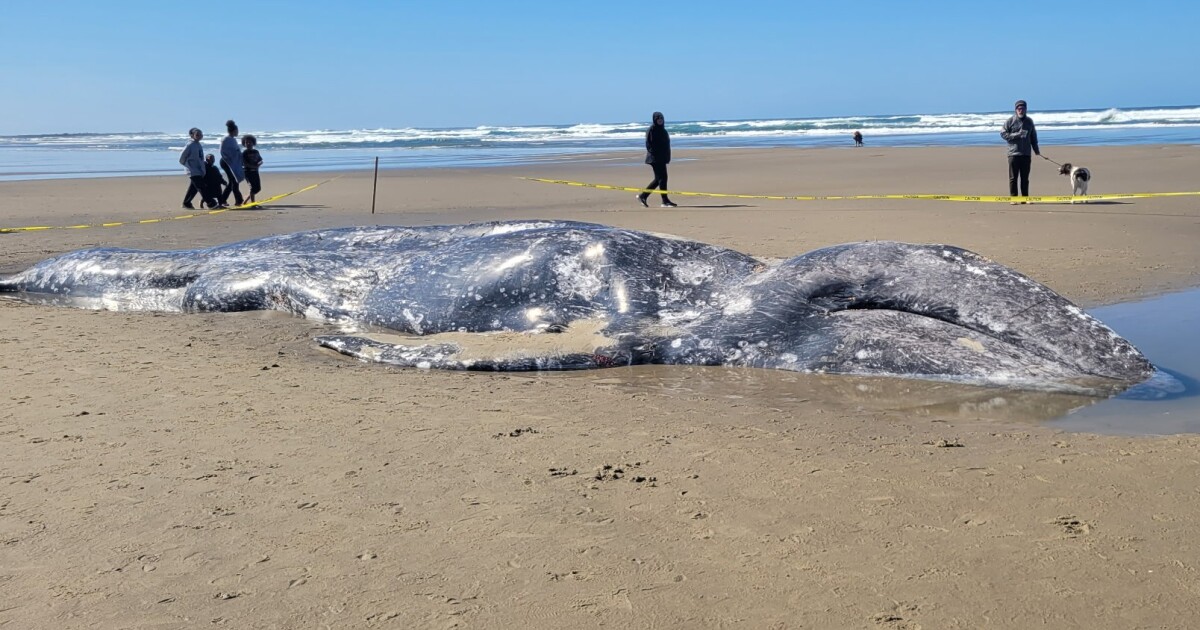 Dead gray whale washes up on beach near Florence