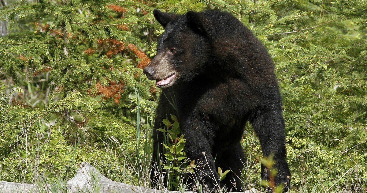 ¿La sequía de Colorado conducirá a mayores conflictos entre humanos y osos esta primavera?