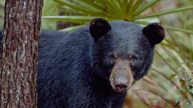 Tala is a main character in the feature film, "The Paper Bear."