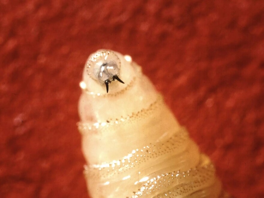 New World screwworm larva, pictured, will hatch and feed on the flesh of living animals, typically cattle. Cases in humans are rare but can be fatal.