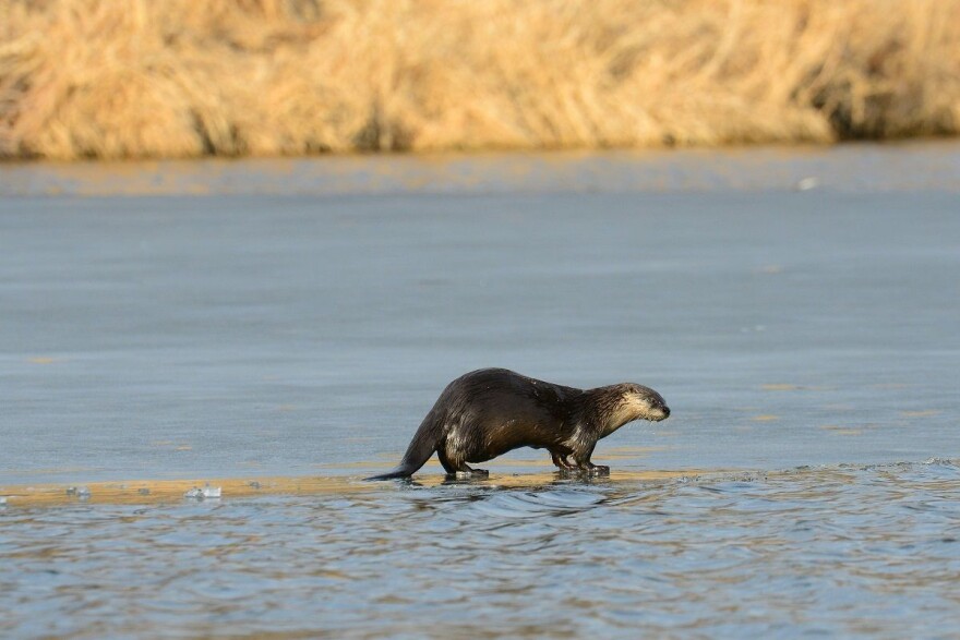 North American river otters were taken off the endangered species list in 2005 thanks to reintroduction efforts