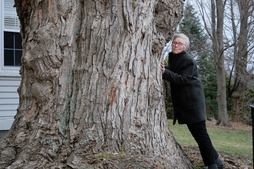 After a storm further damaged the record-setting sugar maple outside her house, Janet Buxton and family were forced to make the tough call to remove the tree. NHPR's Todd Bookman covered the story, "The Old Lady of Kensington," as Buxton called the tree.