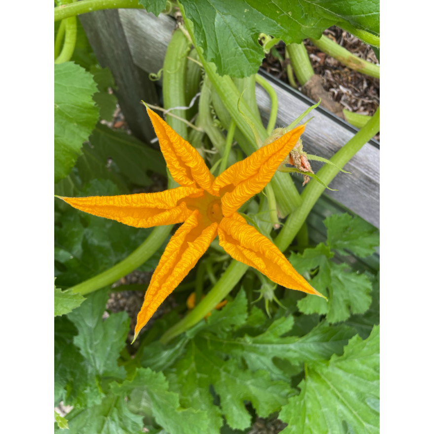 Veggie gardens on Cape Cod are starting to produce.