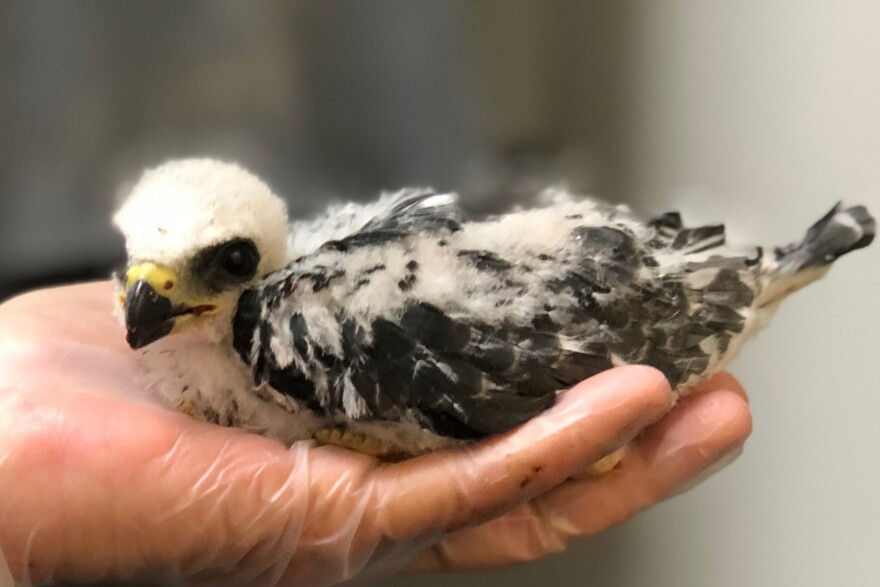 A juvenile Mississippi kite at WildCare Oklahoma in Noble.