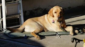 Labrador Retriever