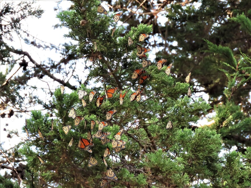 Annual migration of monarch butterflies in California shows sign of  resurgence : NPR