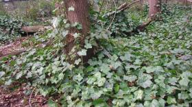 Ivy grows rampant in Seattle, where roughly 10 percent of public land is infested with the plant. 