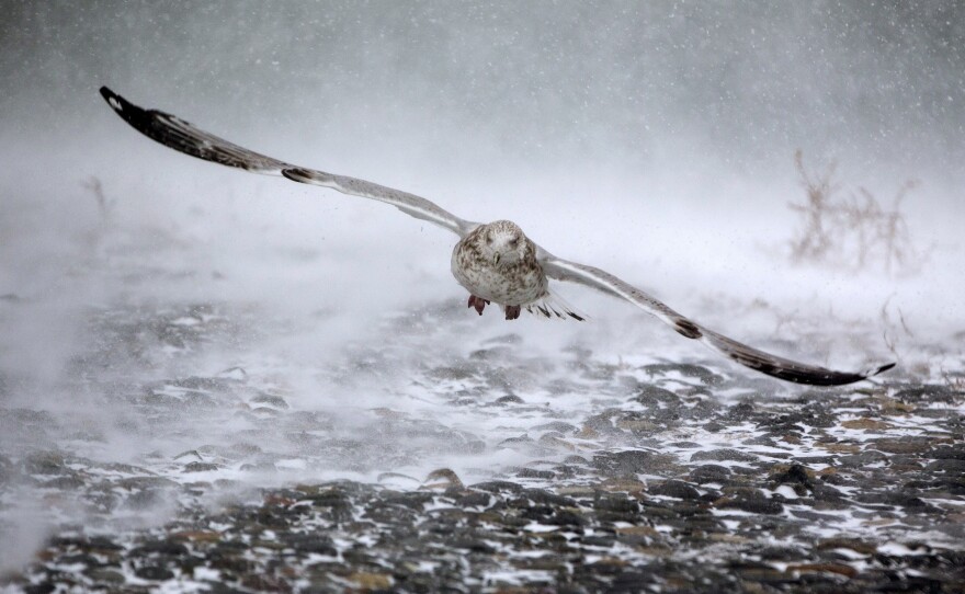 A seagull takes flight in high winds and blowing snow in Hull, Mass. The brutal conditions in the Northeast come one day after the same storm system brought wintry weather to the South.