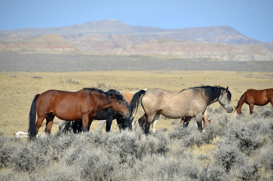 About 7,100 wild horses roam public lands in Wyoming.
