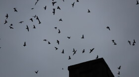 Small birds flying into old chimney.