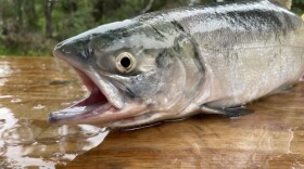 A jaw-dropping sockeye salmon. June 2022.