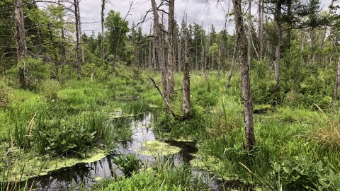 Leafless trees stick out of a wet, grass-filled expanse, spotted by bushes and other greenery. The skies are a dark gray, with light seeping through the cloud covered sky. 