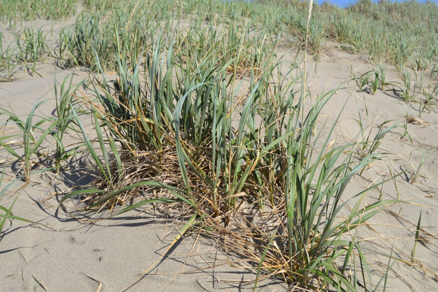 A close up shot of American dunegrass (leymus mollis)