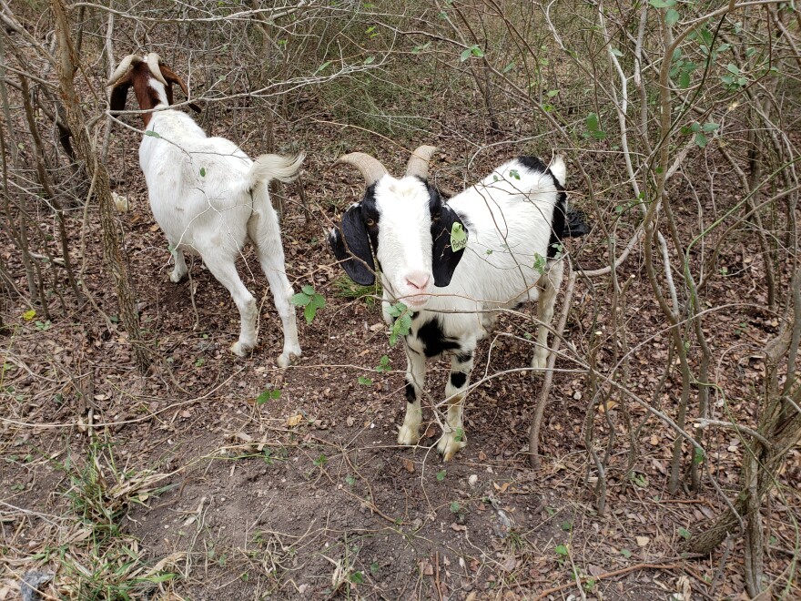 "Pongo," to the right, is another goat chewing through low brush at Brackenridge Park