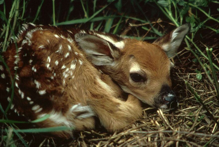 Biologists warn us not to think fawns have been orphaned.